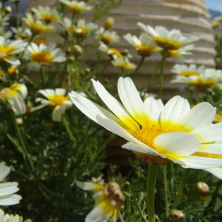 Appartamento Elia - Amorgos - Near The Sea Aegiali