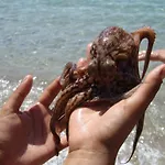 דירה Elia - Amorgos - Near The Sea *